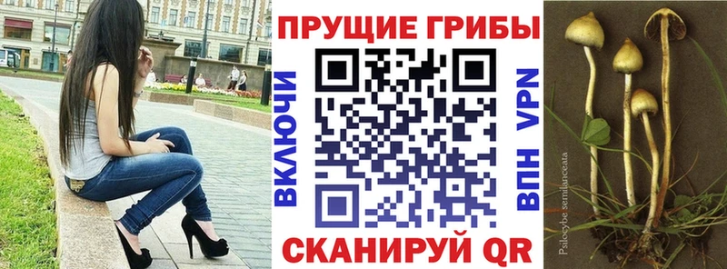 Галлюциногенные грибы прущие грибы  Зуевка 